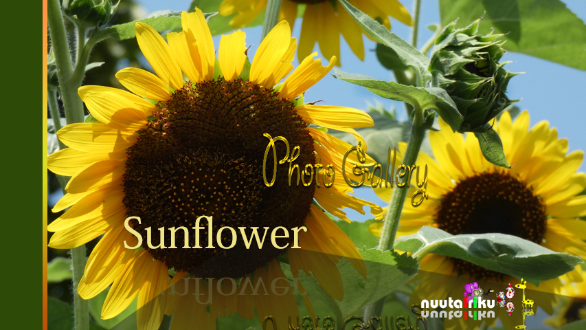 nuutairiku photo_Sunflower_2021.jpg